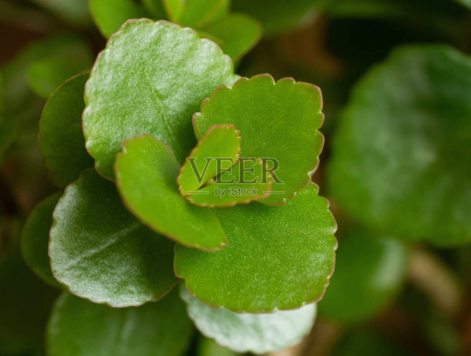 高凉菜属叶照片摄影图片