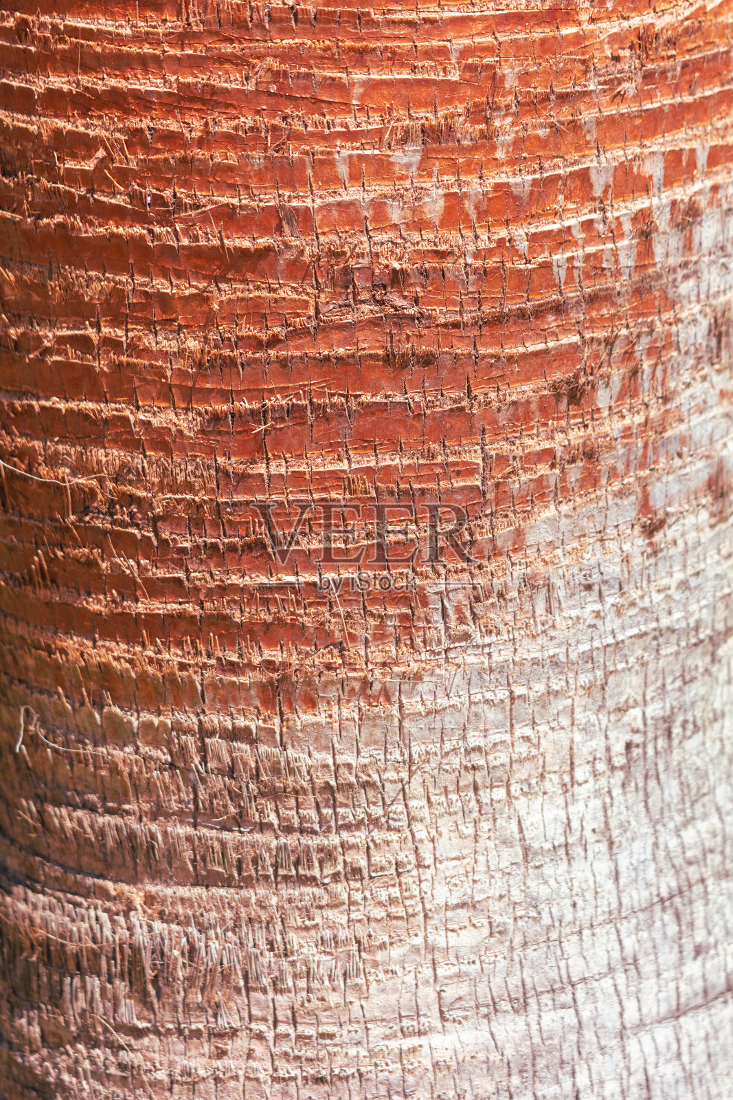 棕榈树的树皮作为抽象的背景。纹理照片摄影图片