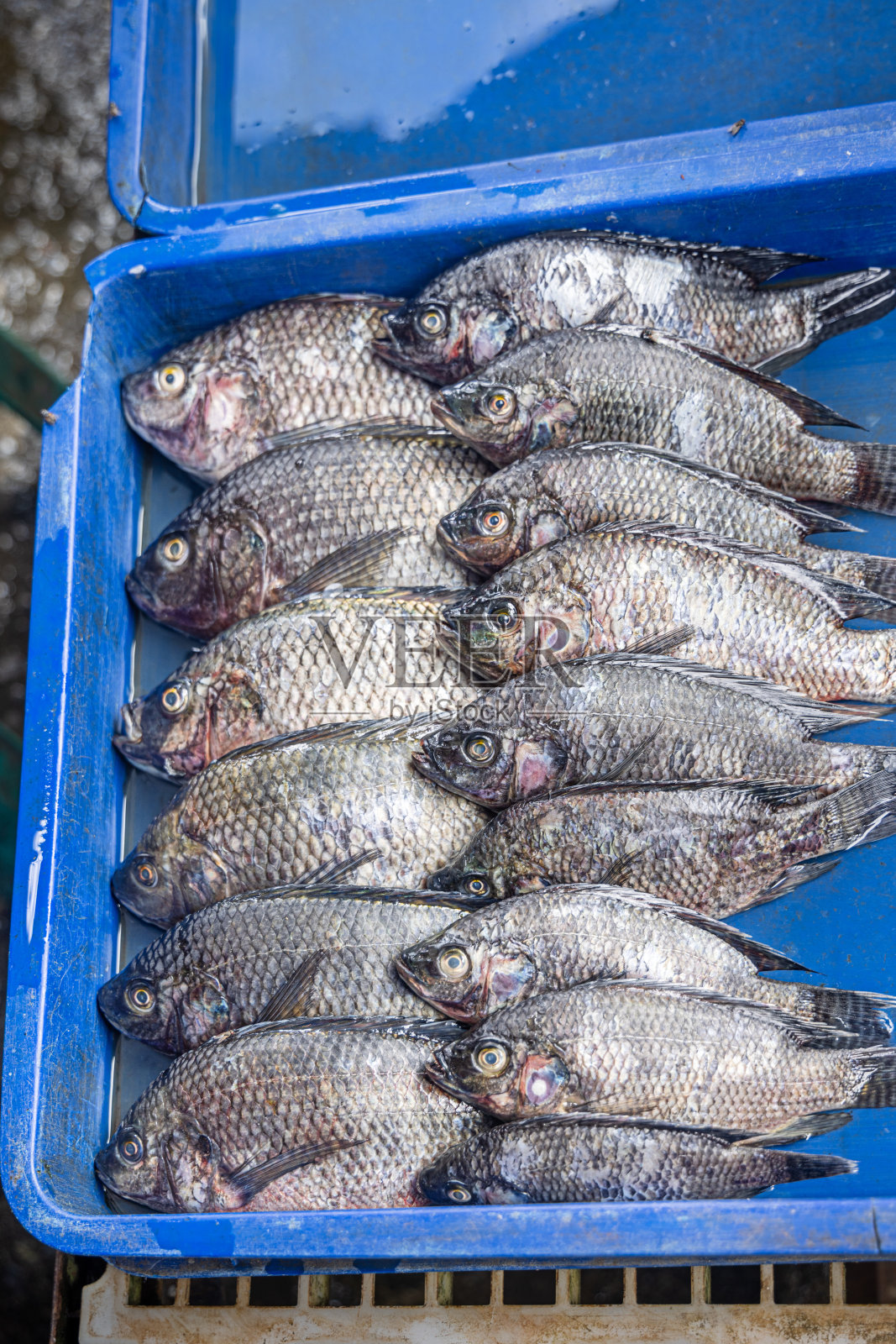 鱼被摆出来出售照片摄影图片