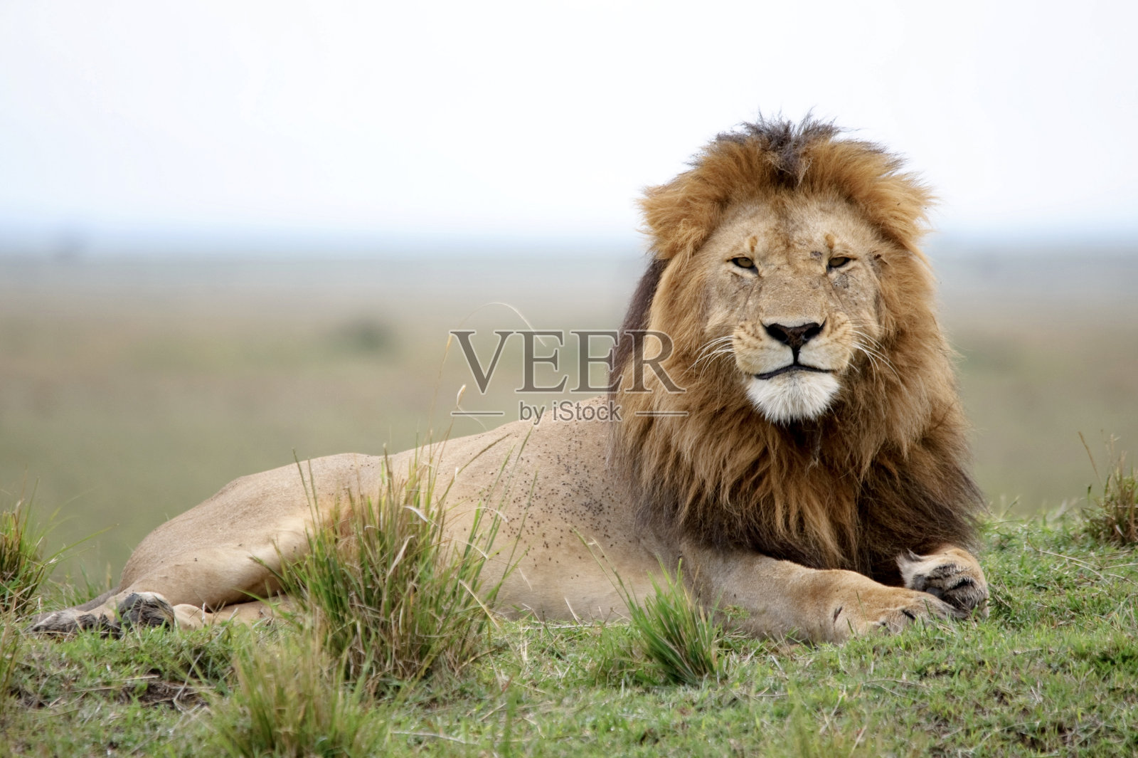 狮子照片摄影图片