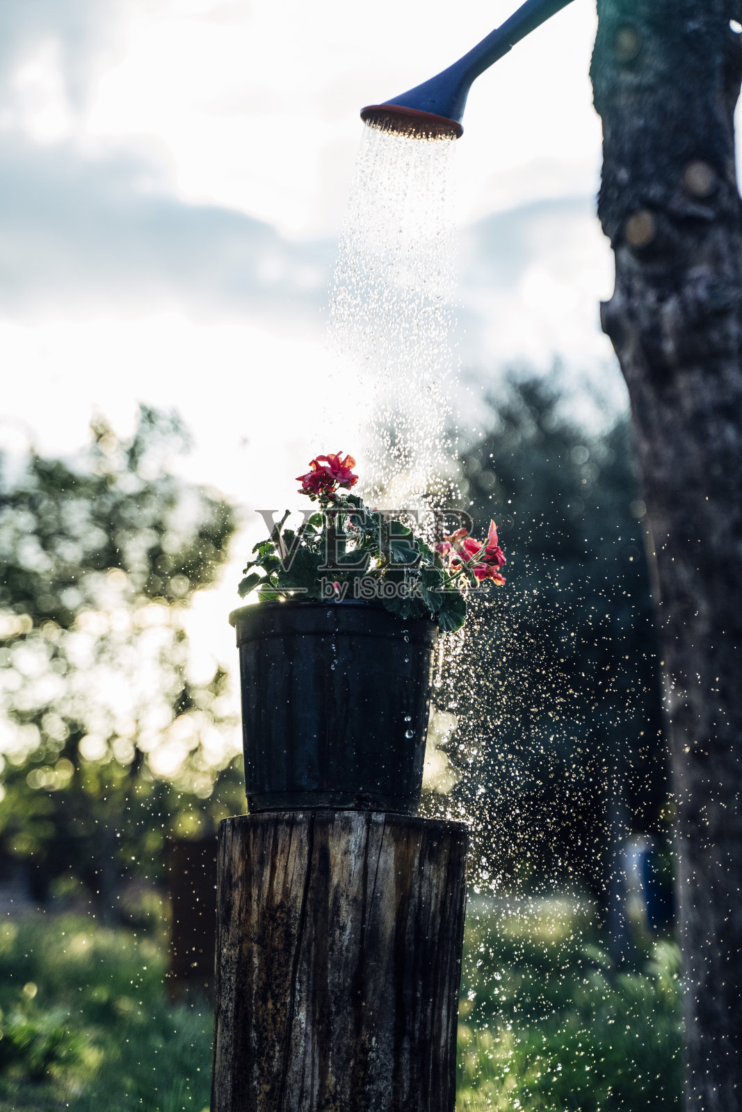 用喷壶给花坛里的花浇水。园艺和植物护理的概念。照片摄影图片