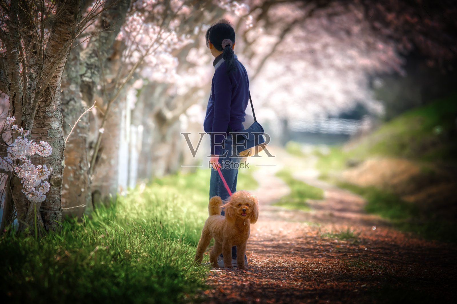 遛狗照片摄影图片