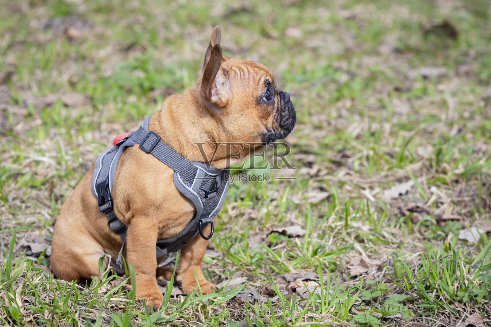 一只法国斗牛犬小狗在春天的公园里散步。特写镜头。照片摄影图片