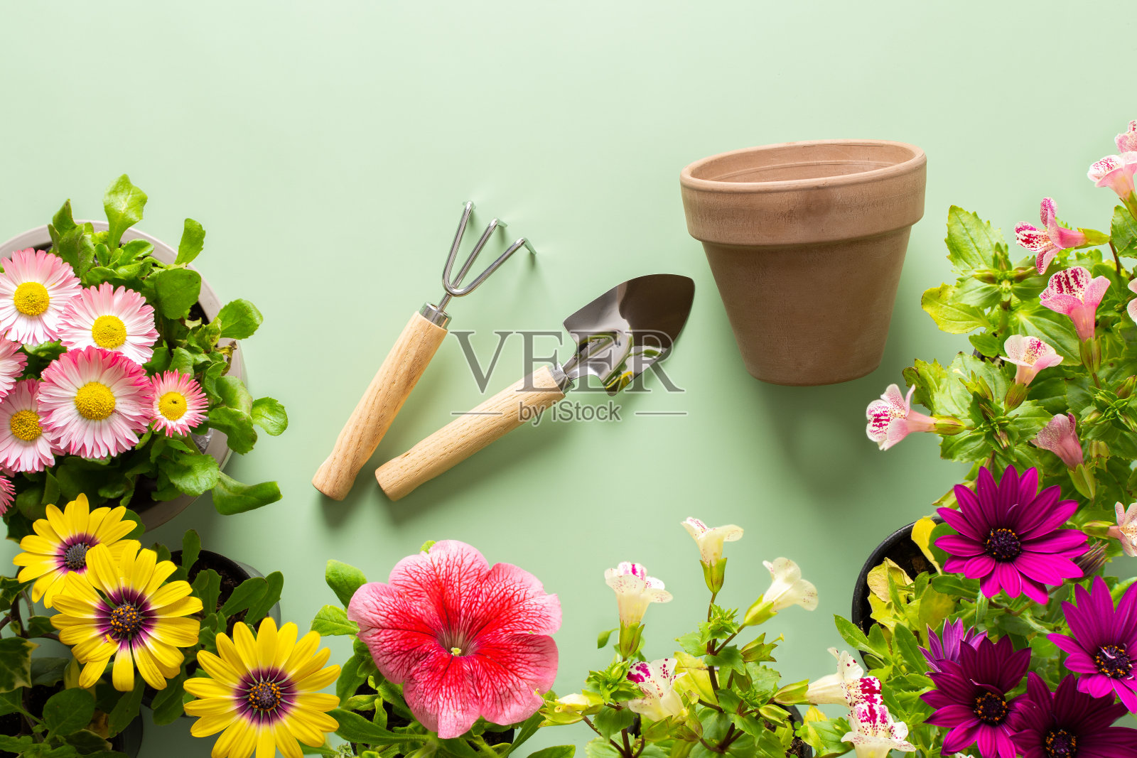 绿色背景上的花朵照片摄影图片