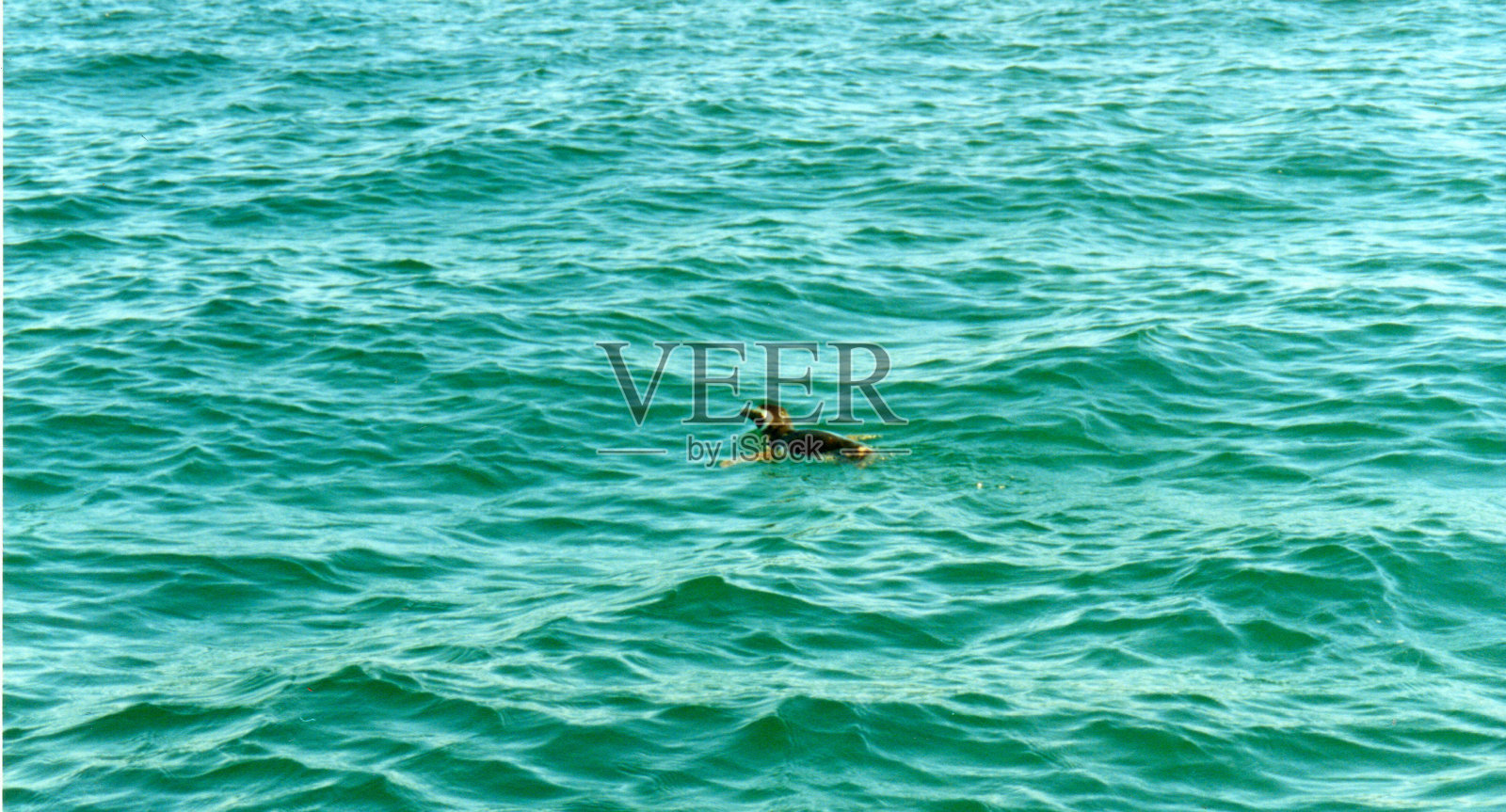 企鹅在巴尔德斯半岛冰冷的海水中游泳照片摄影图片