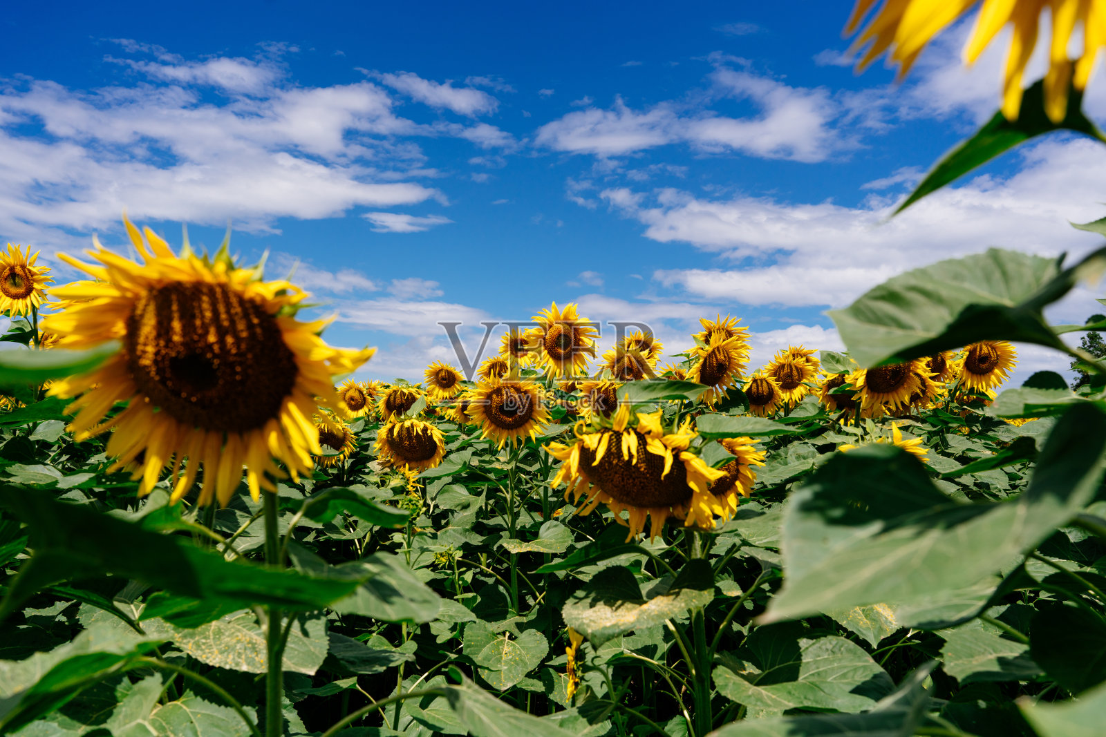 一片盛开的向日葵，夏日蔚蓝的天空和白云。照片摄影图片