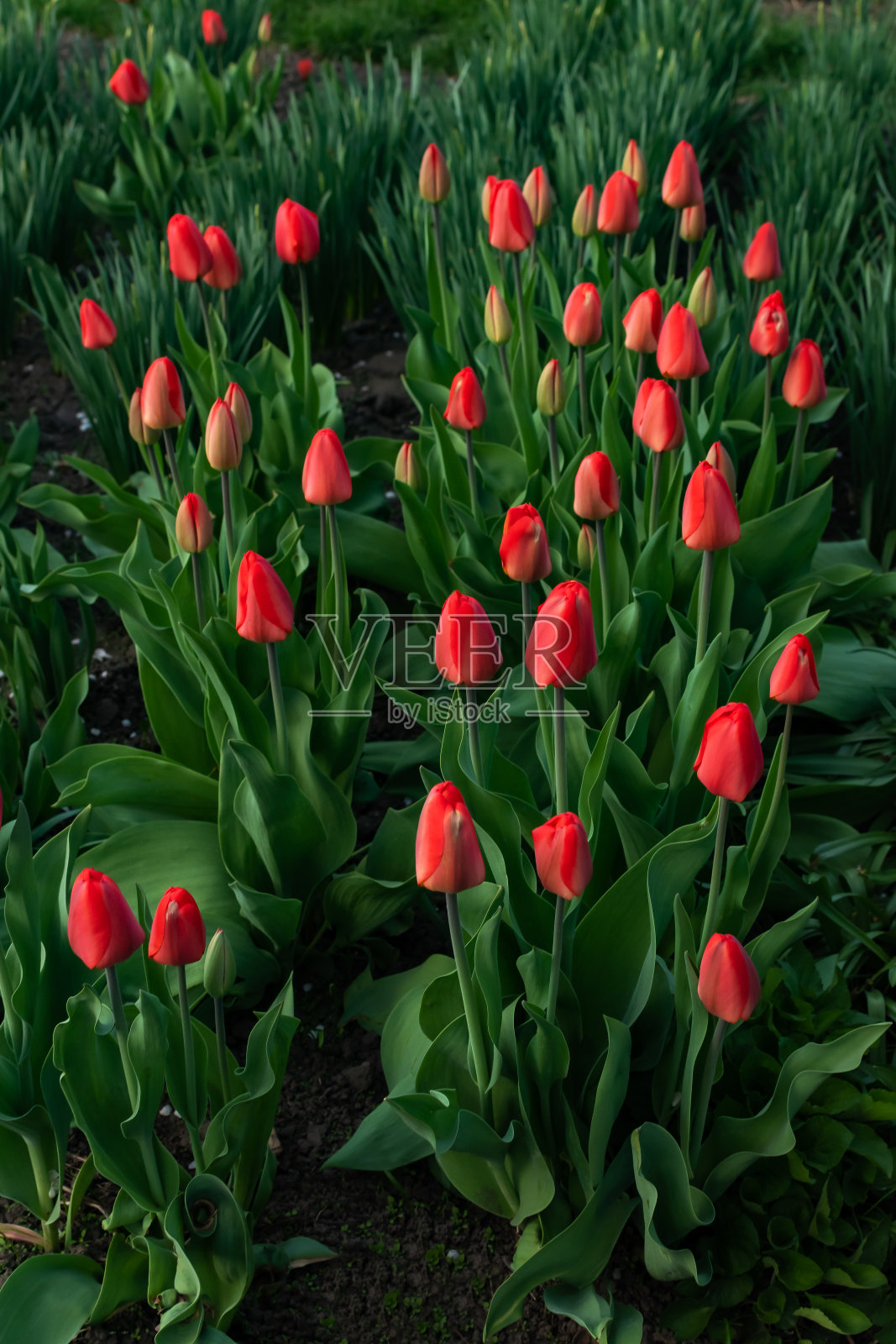花园里的红色郁金香照片摄影图片