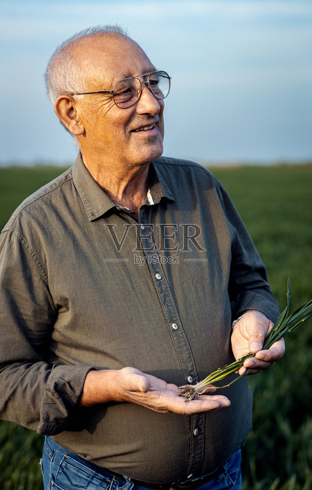 一位年长的农民站在麦田里，手里拿着庄稼。照片摄影图片