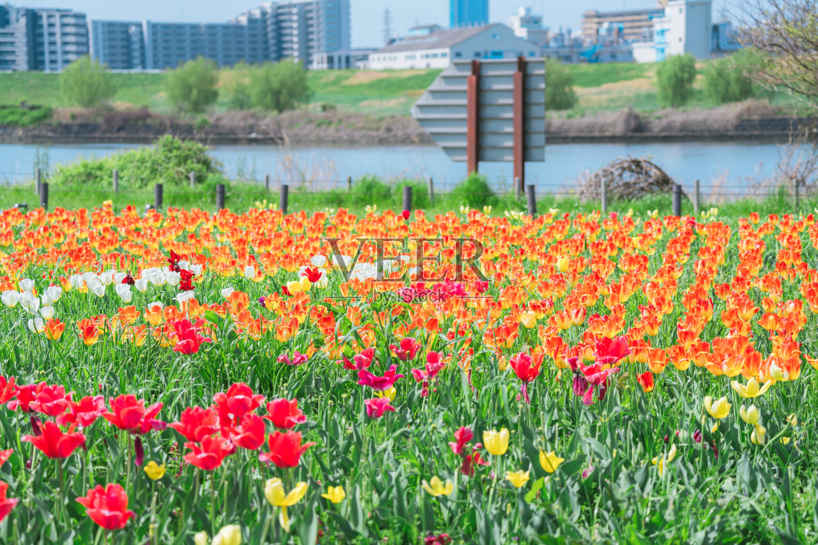 美丽的郁金香在农业园里盛开照片摄影图片