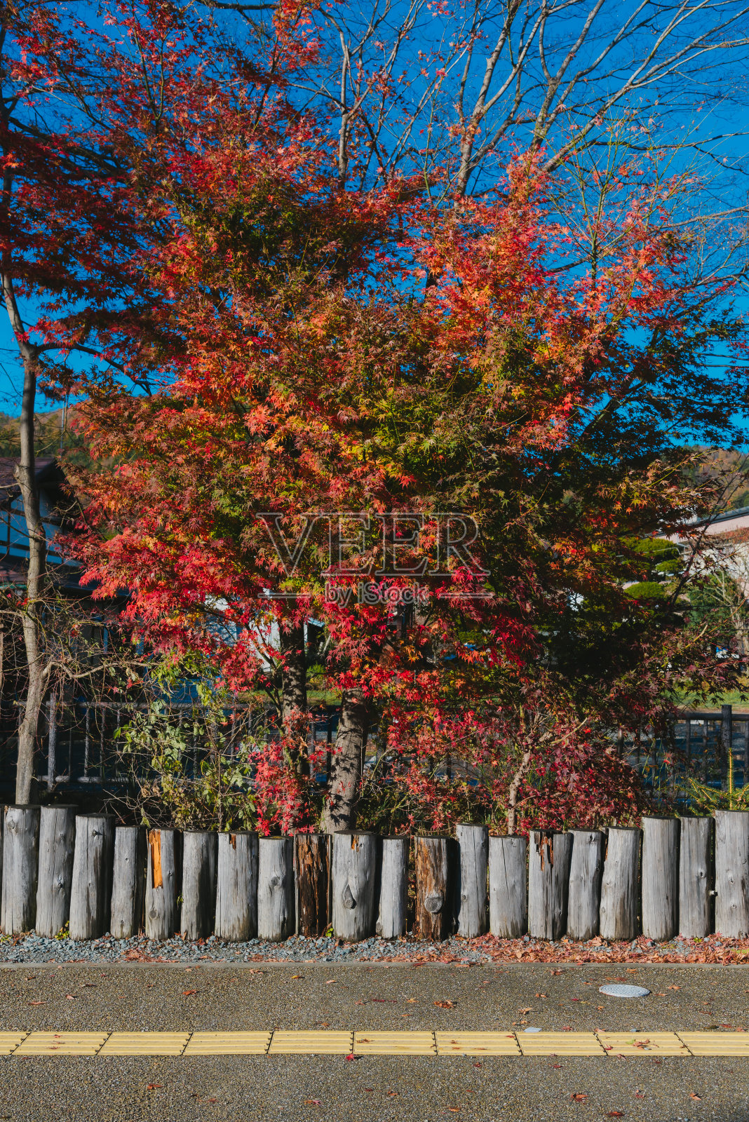 日本秋天的红枫叶照片摄影图片