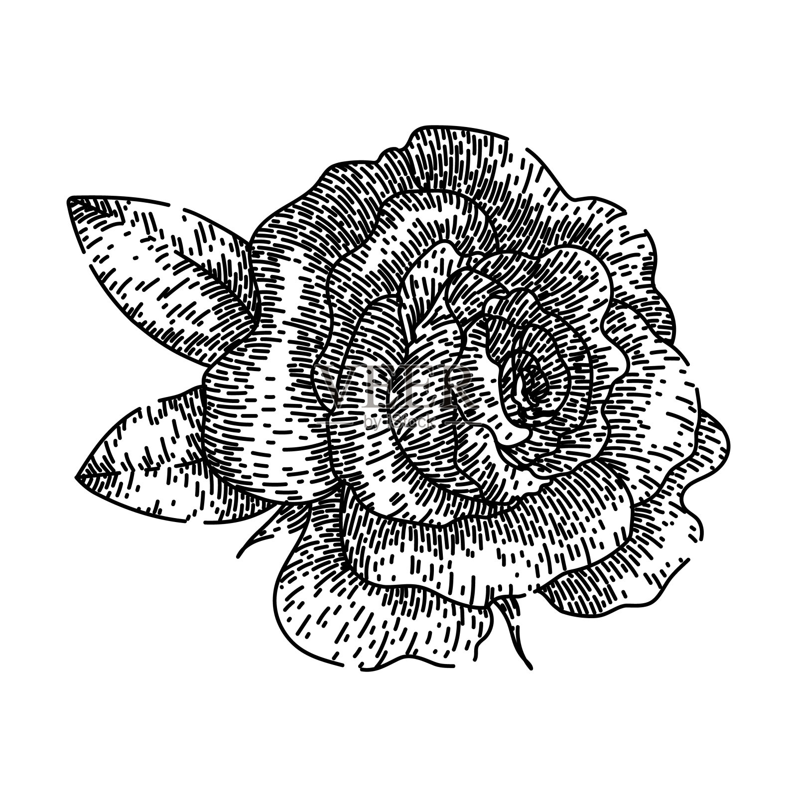 香味玫瑰素描手绘矢量插画图片素材