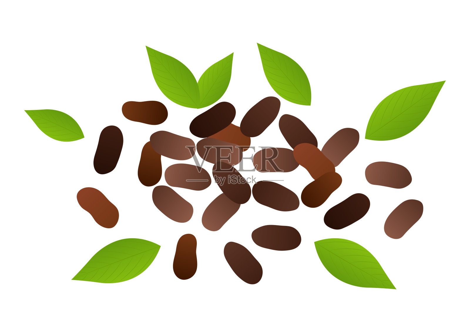 可可豆。插画图片素材