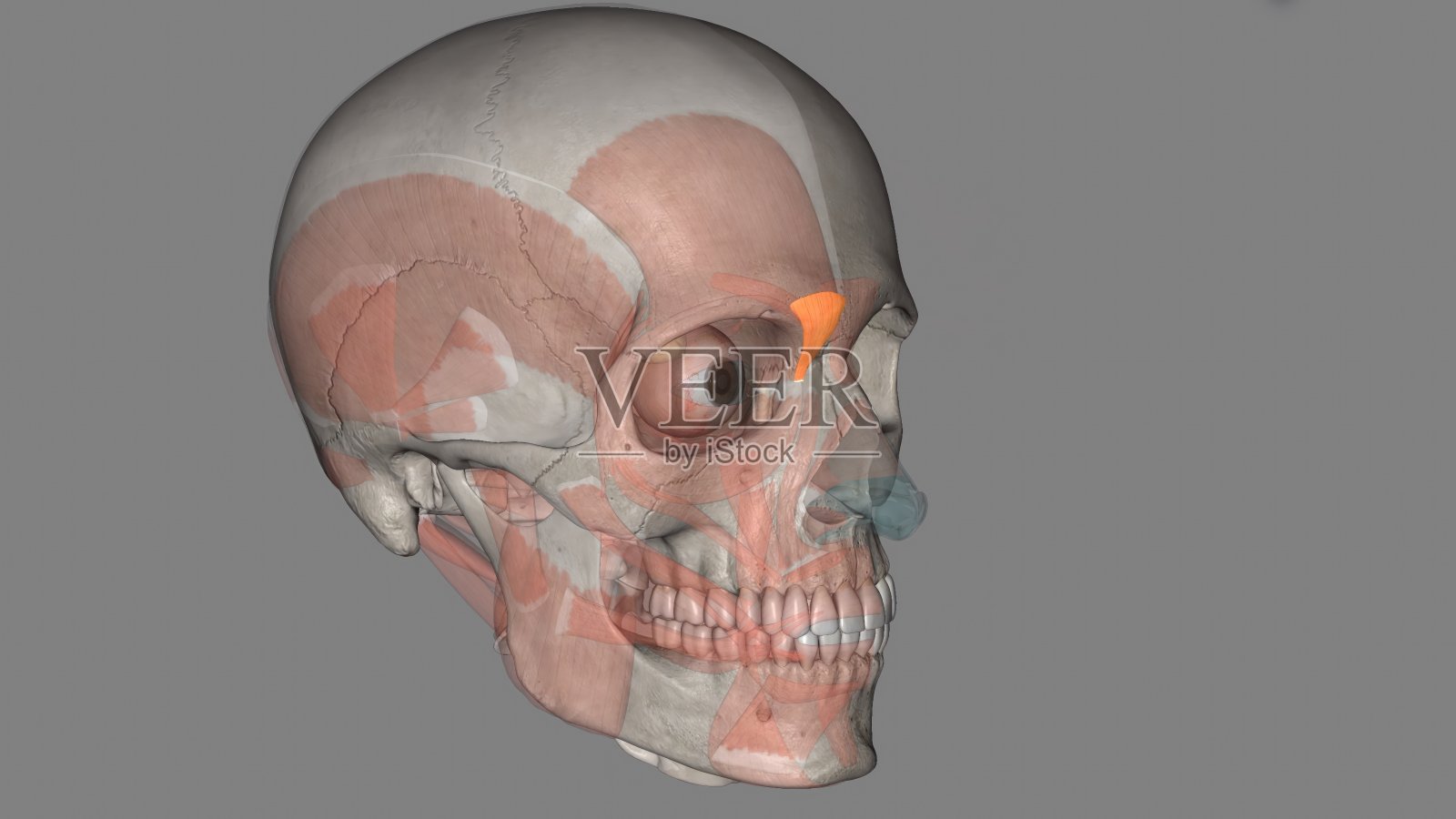下睫肌是人体的眼肌。照片摄影图片