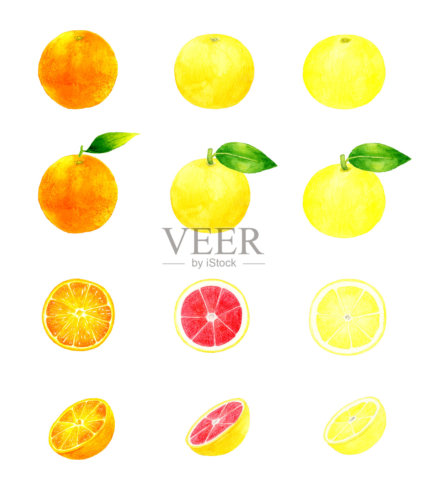 一套橘子和葡萄柚。收集手绘水彩插图的水果。插画图片素材