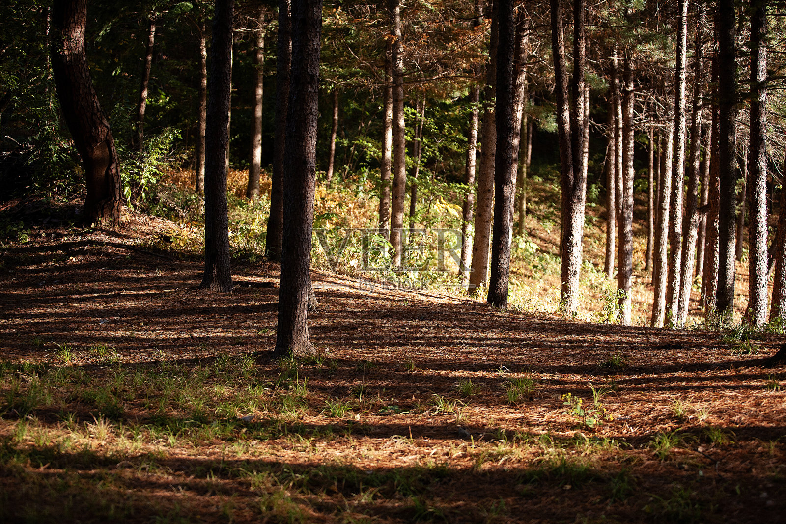 秋天的风景照片摄影图片