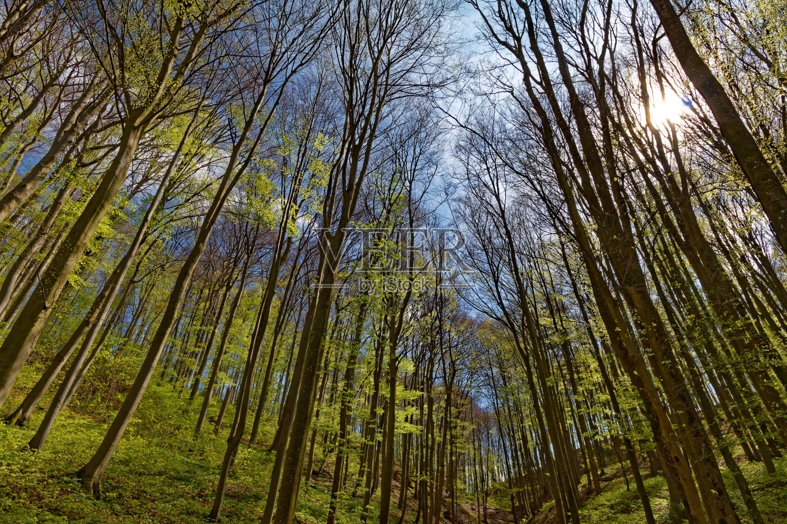 春天的山毛榉森林照片摄影图片