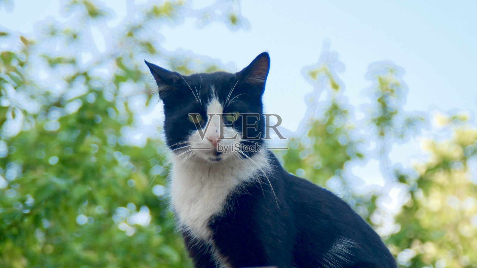 一只猫，绿色背景照片摄影图片