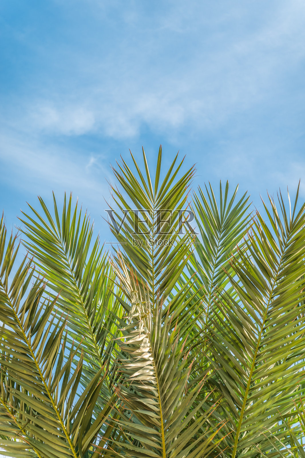 棕榈树的绿叶在蓝色的背景照片摄影图片