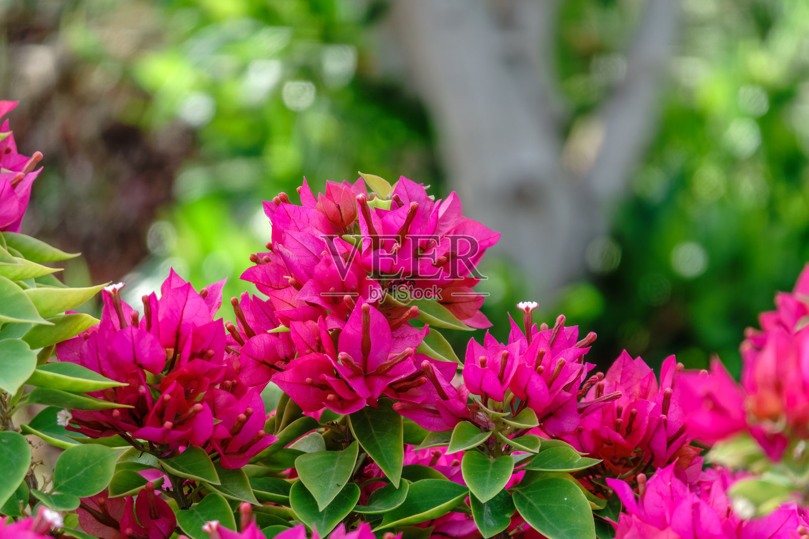 三角梅，叶子花，杂交三角梅照片摄影图片