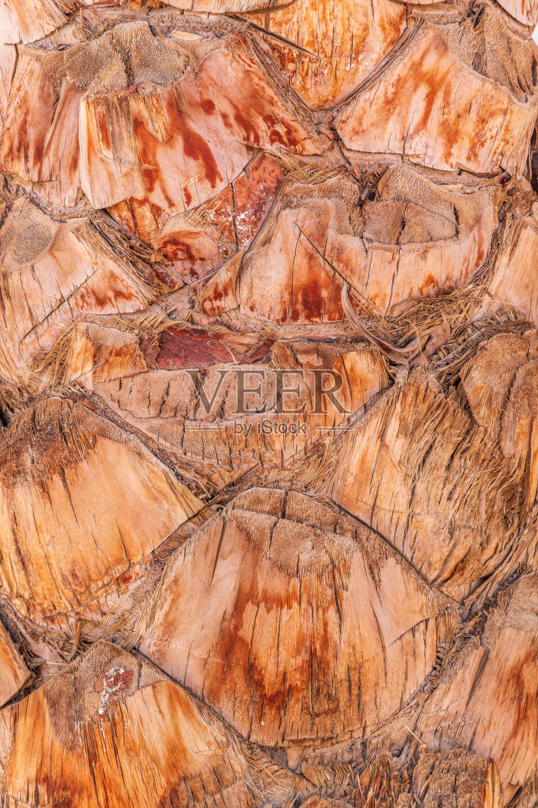 棕榈树皮热带纹理。 破裂的木纹纹理背景。 棕榈树皮特写照片摄影图片