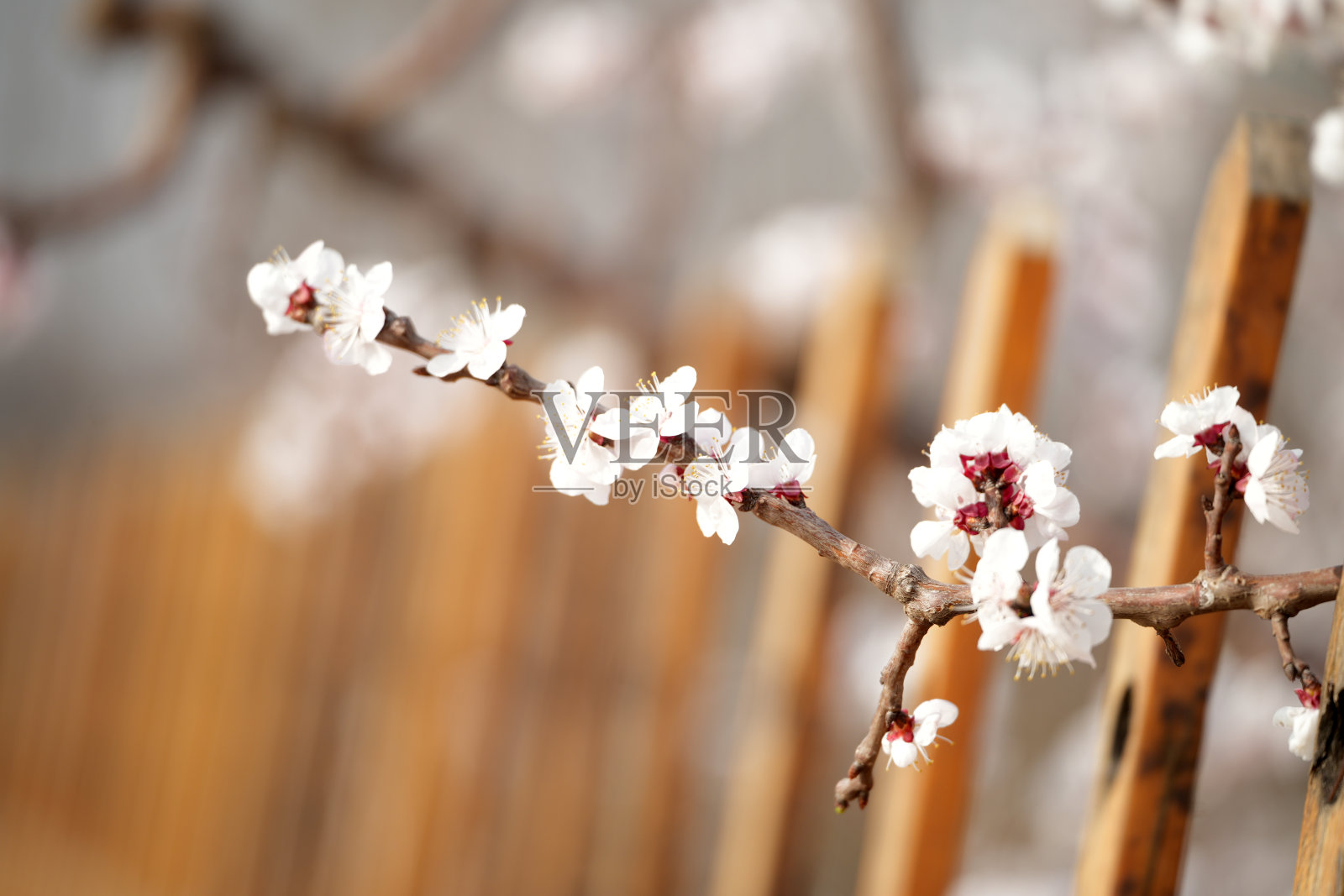 杏花在春天盛开照片摄影图片