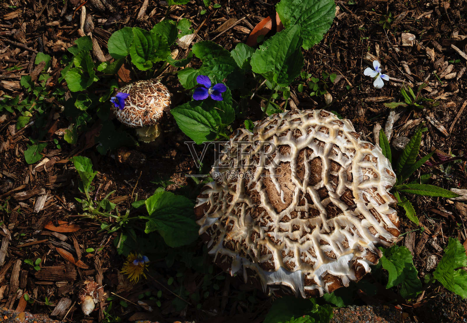 野蘑菇，森林老人照片摄影图片