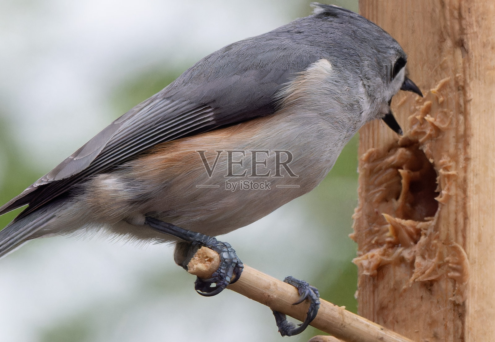 花生酱喂鸟器上的山雀照片摄影图片