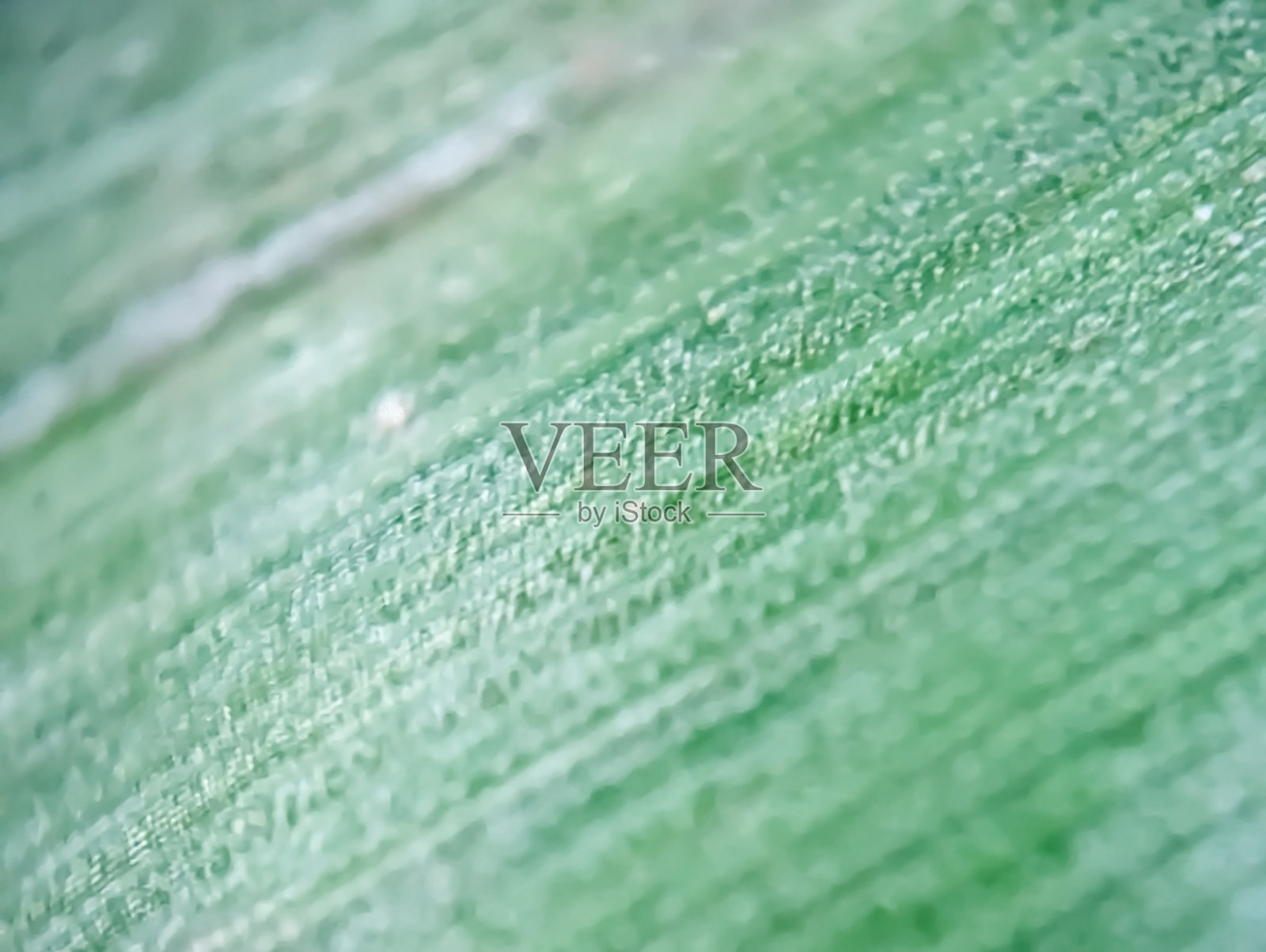 草丛的超微距摄影照片摄影图片