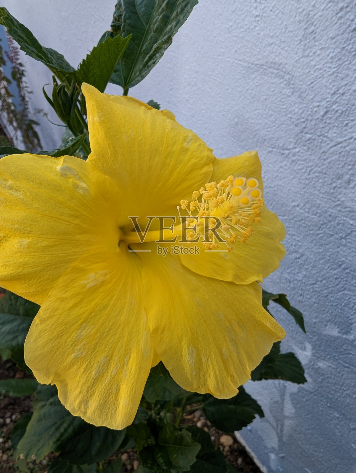 黄芙蓉照片摄影图片