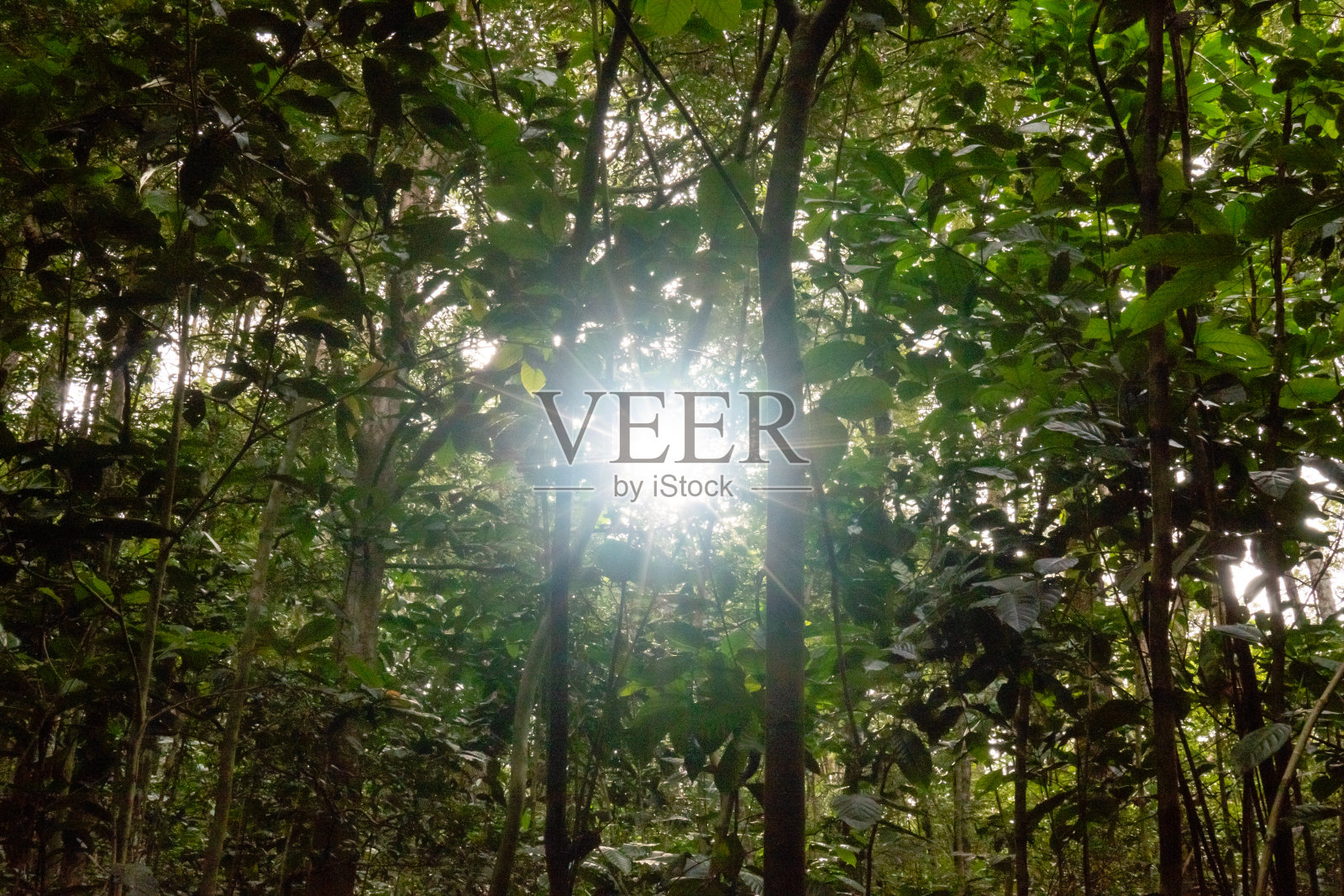 绿色森林的全景图照片摄影图片