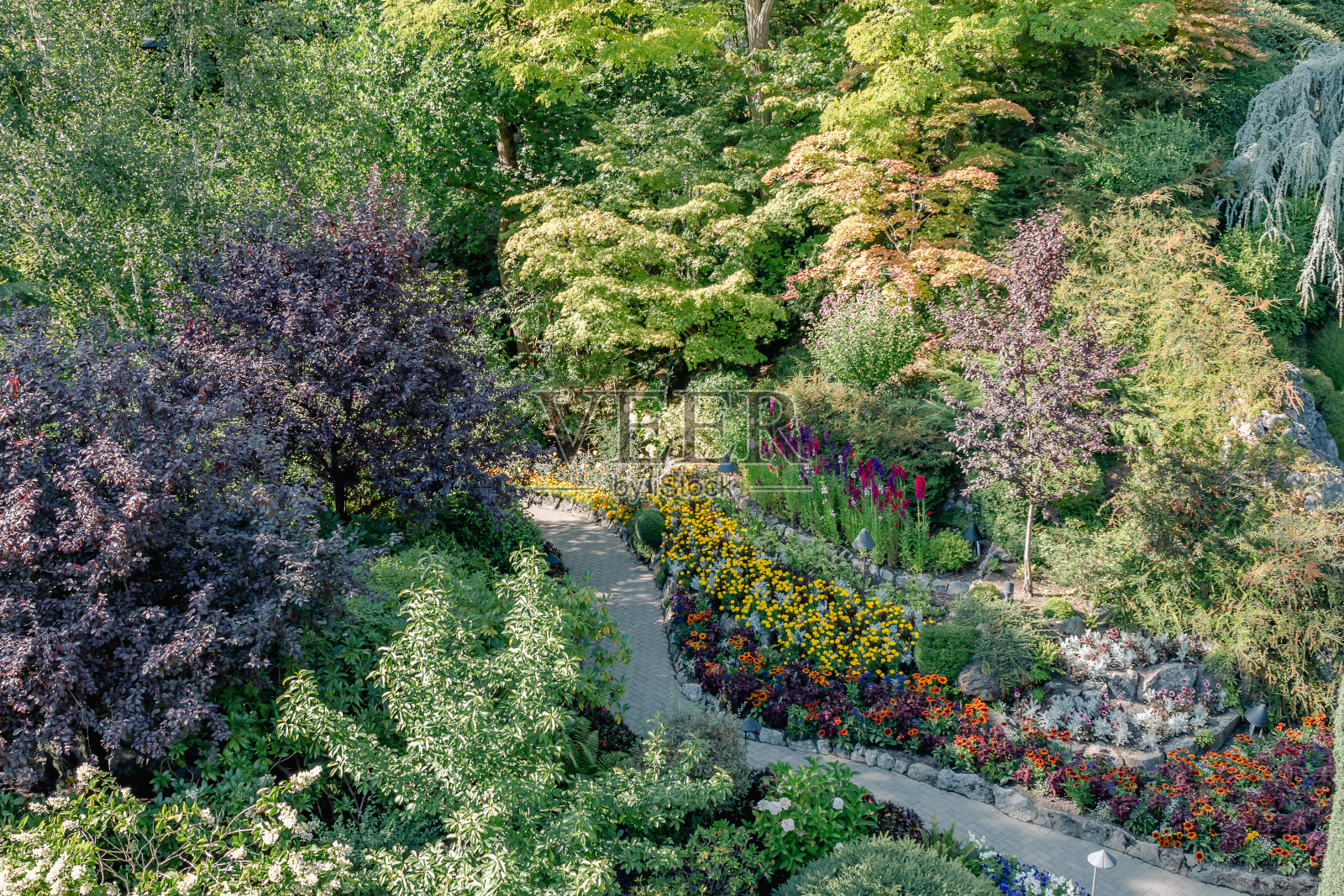 不列颠哥伦比亚省维多利亚的布查特花园照片摄影图片