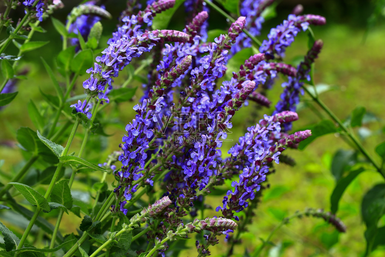 薰衣草的美丽照片摄影图片