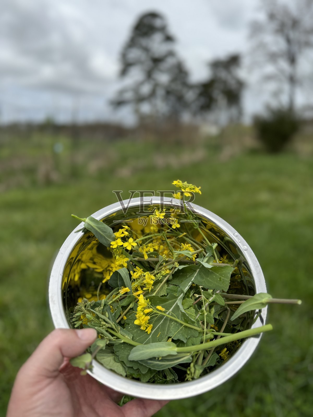 一个厨师的个人视角，手里拿着一个不锈钢碗，里面盛着新鲜采摘的可食用的绿色蔬菜和黄色的花朵。关注前景照片摄影图片