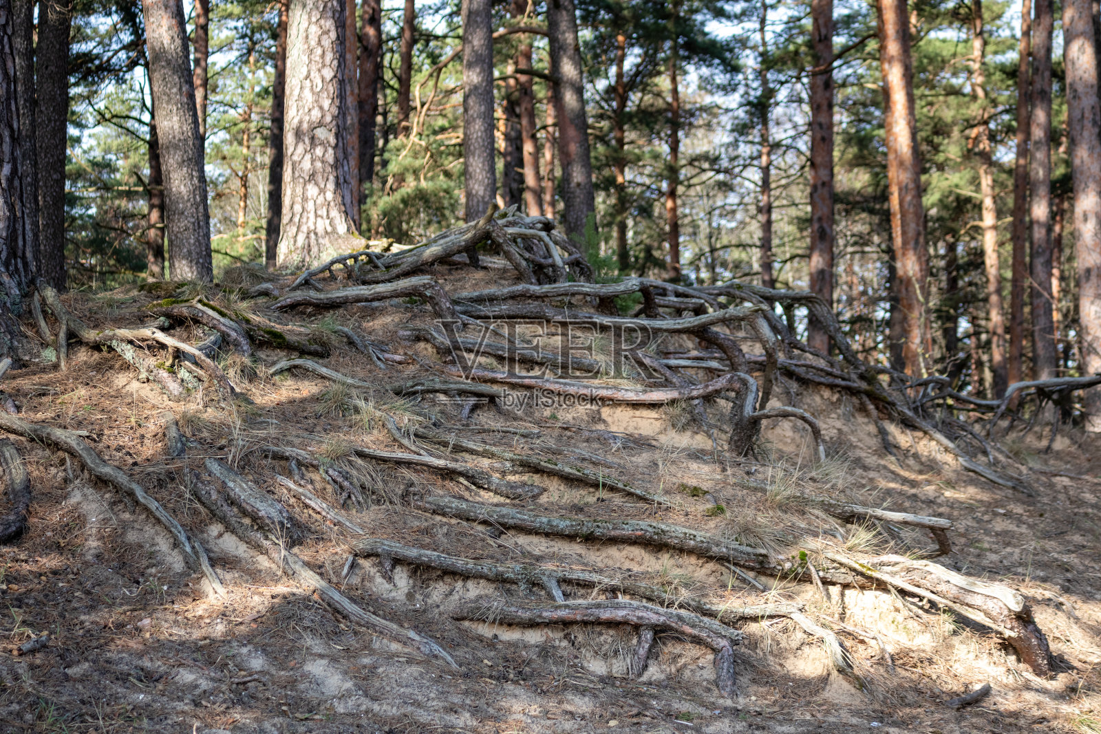 在沙丘的森林里有一棵树根暴露的树照片摄影图片