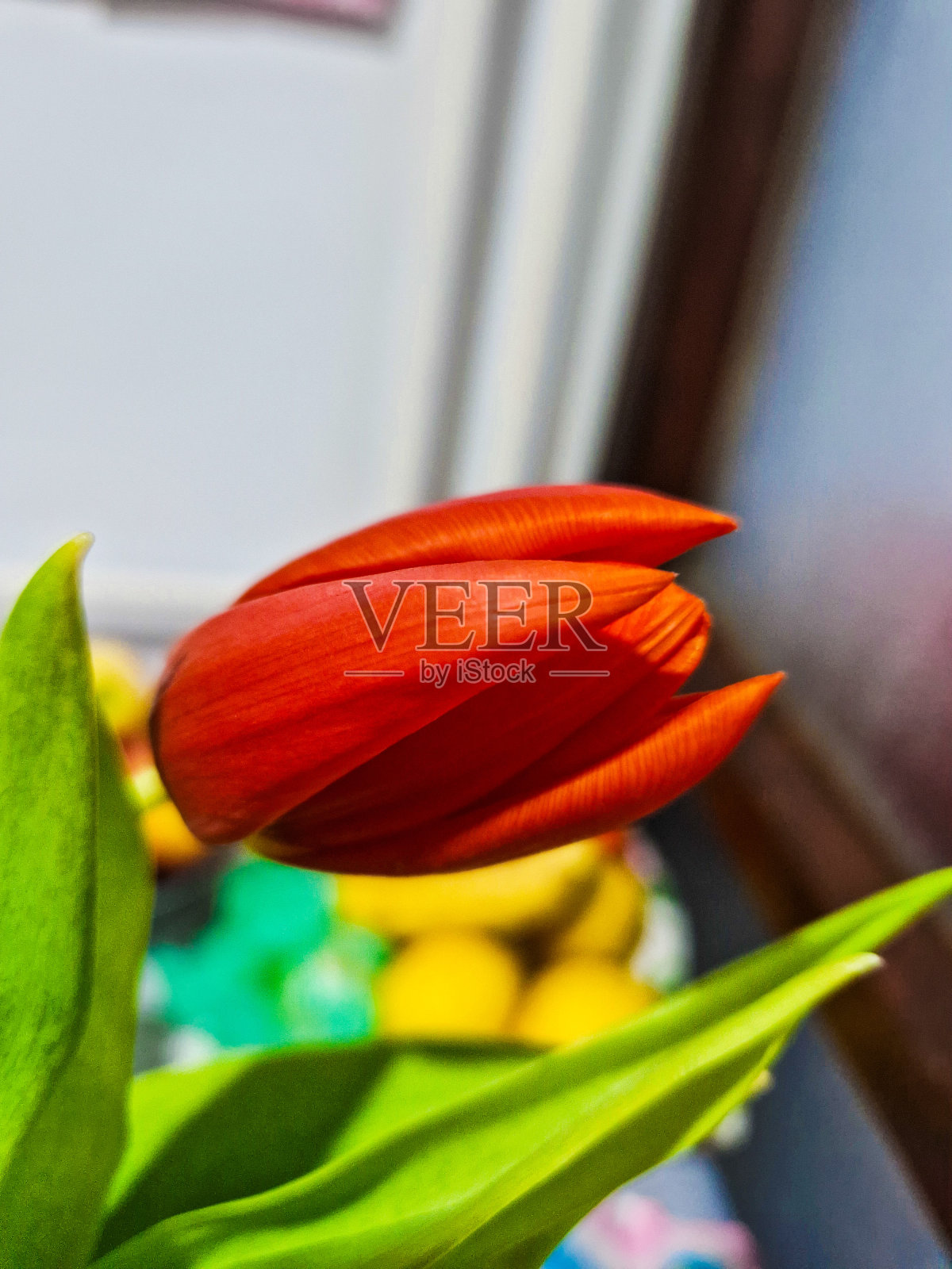 郁金香照片摄影图片