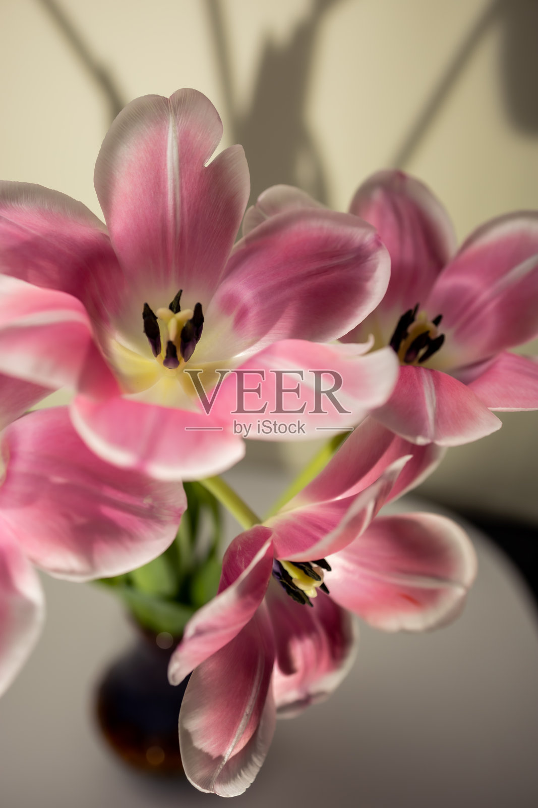 郁金香。贺卡照片摄影图片