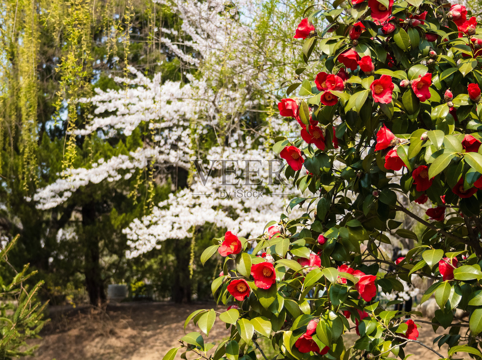 青岛的春天。樱花开花。中山公园景观。照片摄影图片