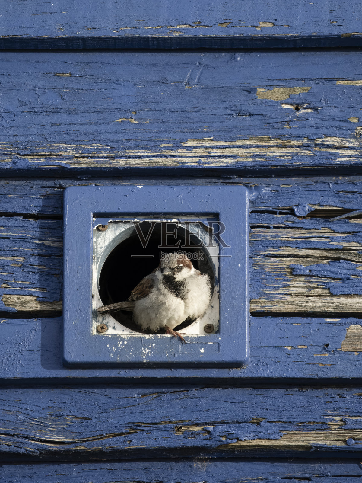 家雀，家雀照片摄影图片