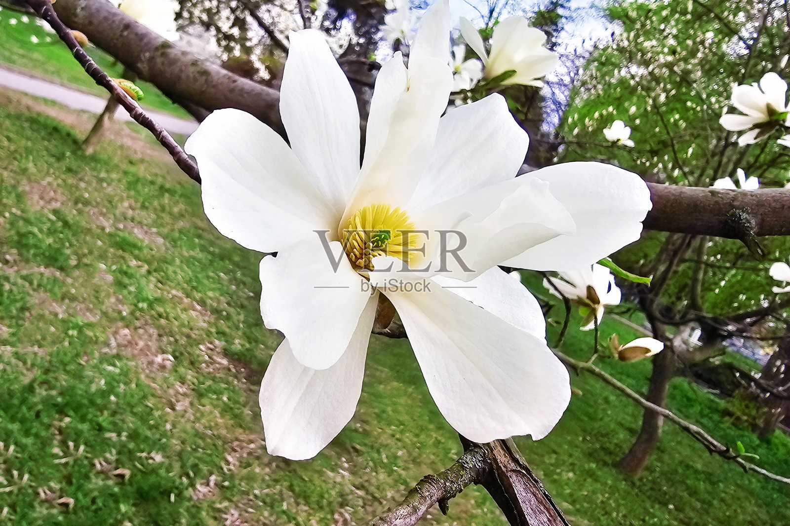 春天盛开的木兰树开着美丽的白花照片摄影图片