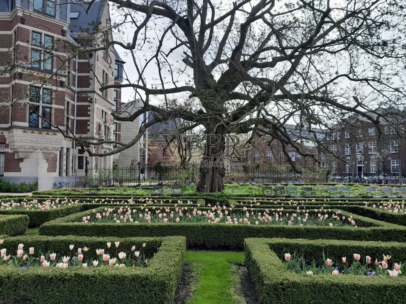 城市蒜薹发育照片摄影图片