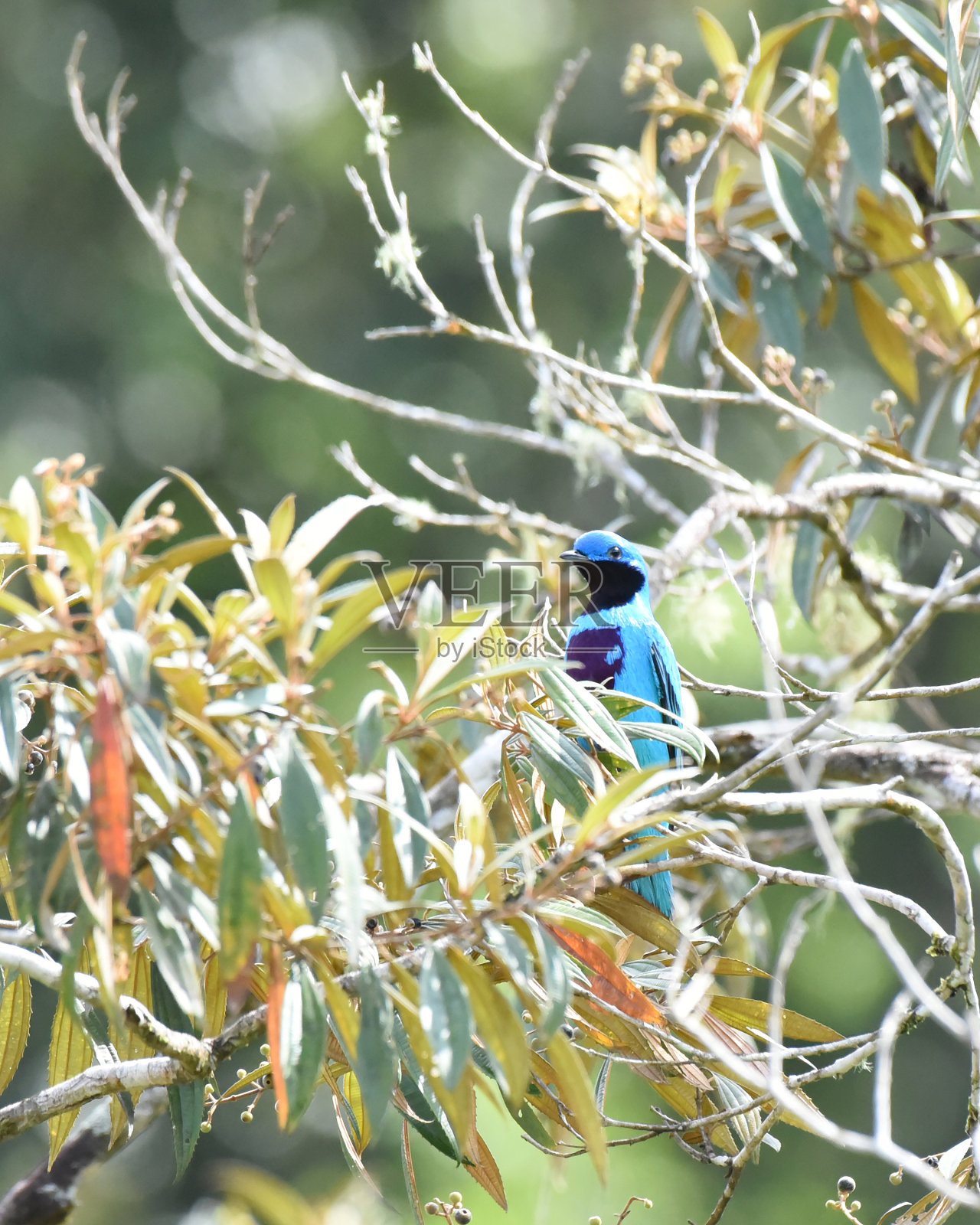 哥斯达黎加的鸟类:可爱的科廷加(科廷加)照片摄影图片