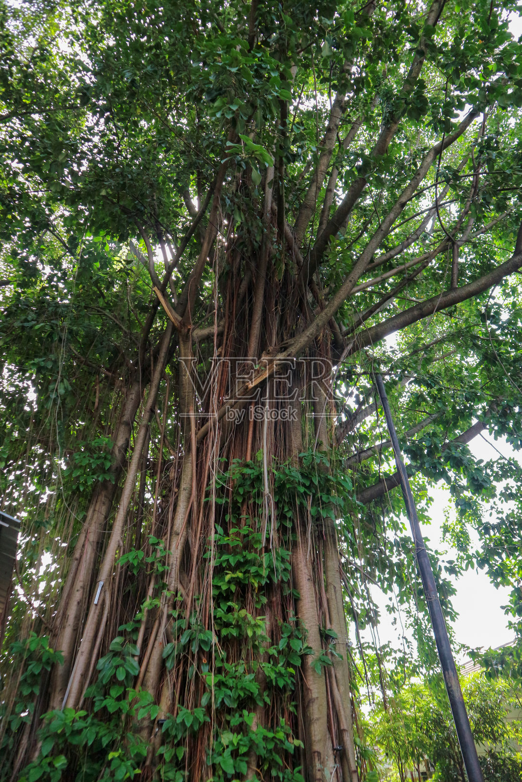 榕树的根垂在热带土壤之上，概念为生态、环境、植物学和生物学。照片摄影图片