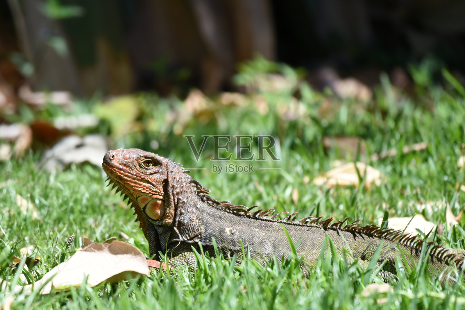 绿鬣蜥(鬣蜥)照片摄影图片