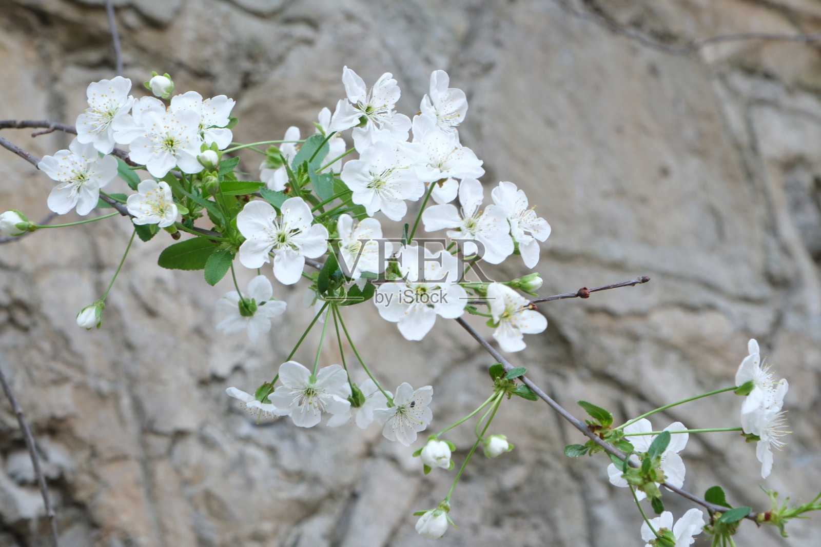 树枝上的白花特写照片摄影图片