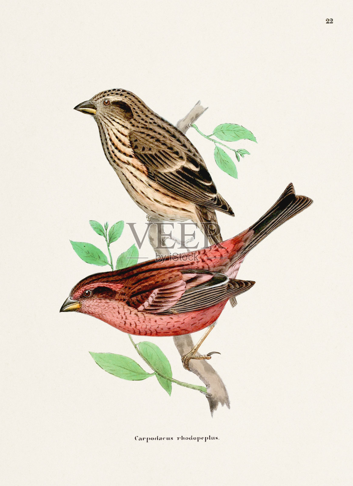 芬奇鸟类。复古鸟插图。19世纪的鸟类艺术。Ca 1850插画图片素材