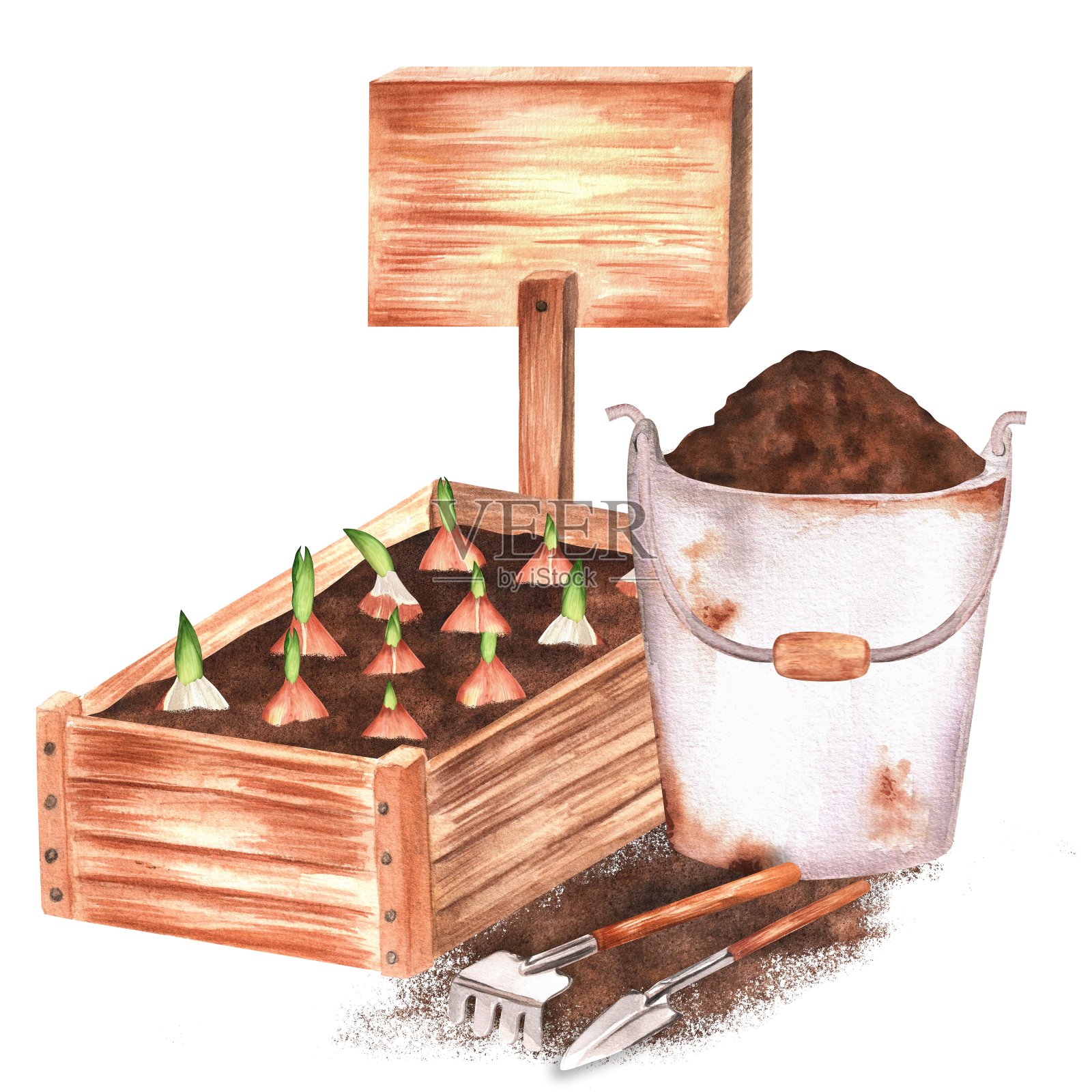 手绘水彩插图。一个装有郁金香球茎的木制花园板条箱，花园耙子，铲子和装有泥土和木碑的生锈水桶插画图片素材