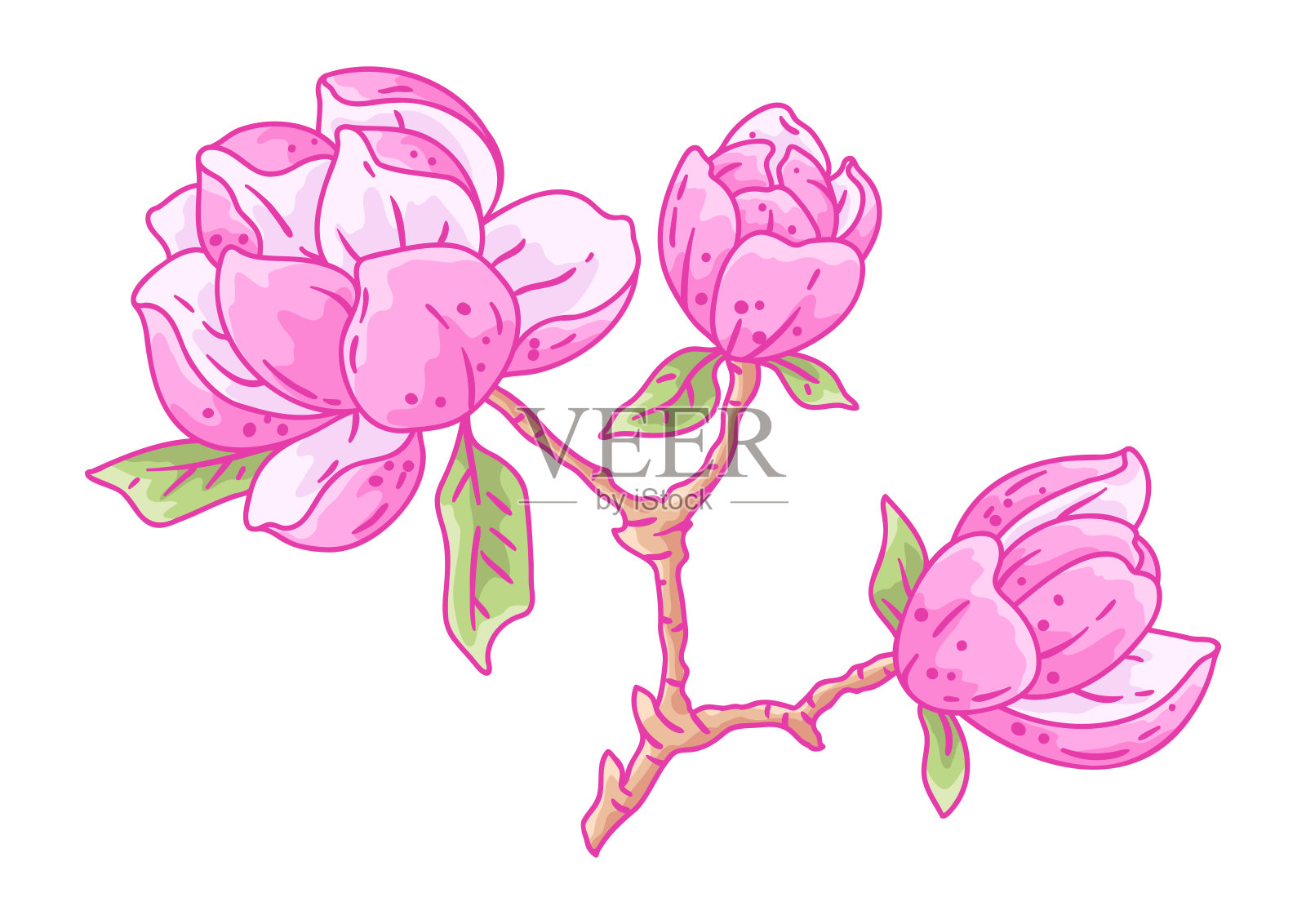 白玉兰枝插图。美丽的装饰植物。插画图片素材