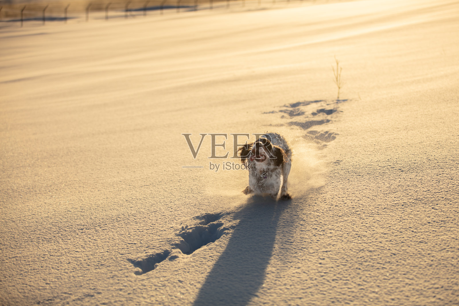 顽皮的塞特狗在雪地里奔跑。照片摄影图片