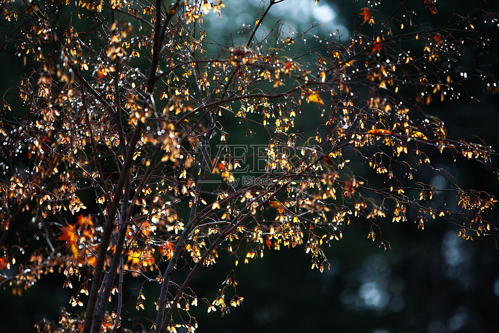 秋天的风景照片摄影图片