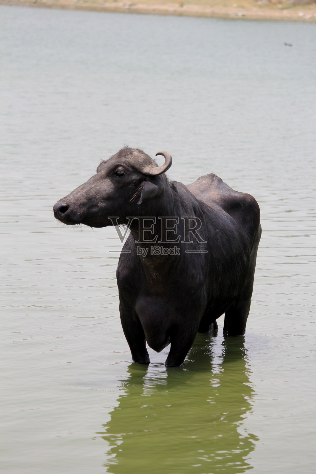 水湖中意大利水牛和印度水牛的特写镜头照片摄影图片